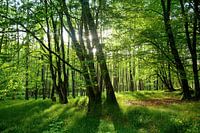 lente bos
