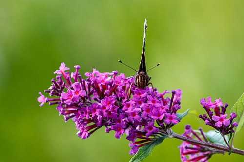 Poser un papillon