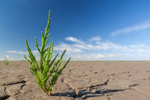 La salicorne entre les fissures de retrait