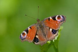 Dagpauwoog mooi close up van Remco Van Daalen