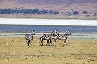 zebras