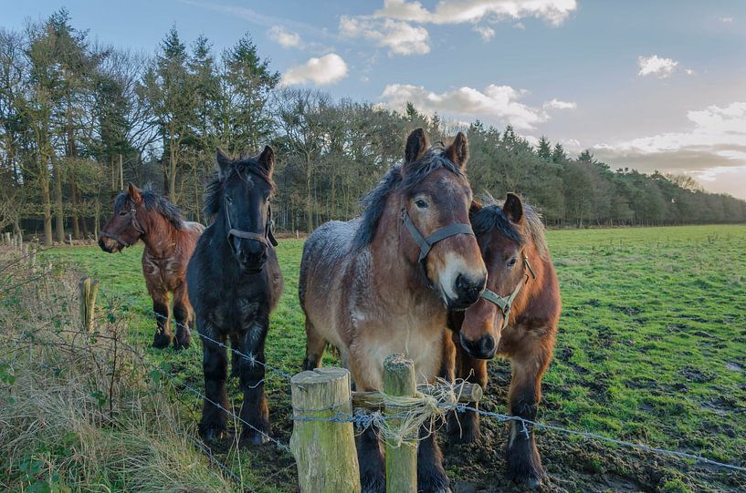 Workhorses by Ans Bastiaanssen