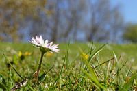 Madeliefje in veld