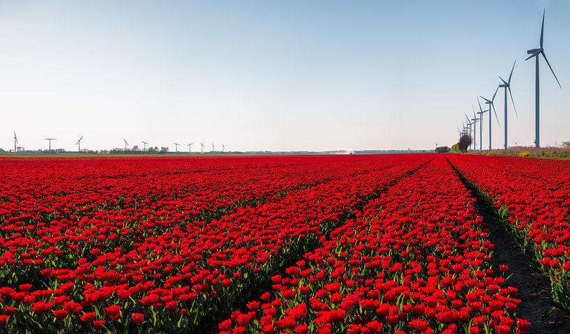 Paysage de tulipes dans le Flevoland par Emile Kaihatu