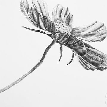 Cosmea flower by Cobi de Jong