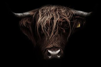 Robustes Porträt eines schottischen Highlanders