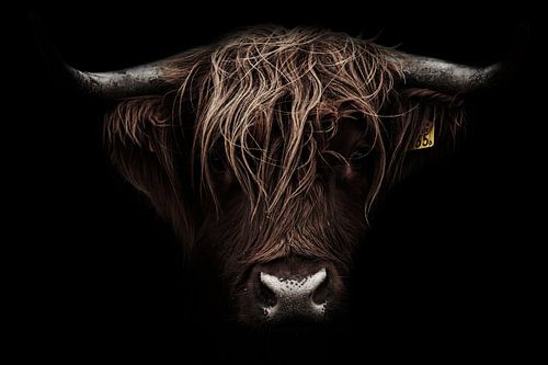 Robuust portret van een schotse hooglander