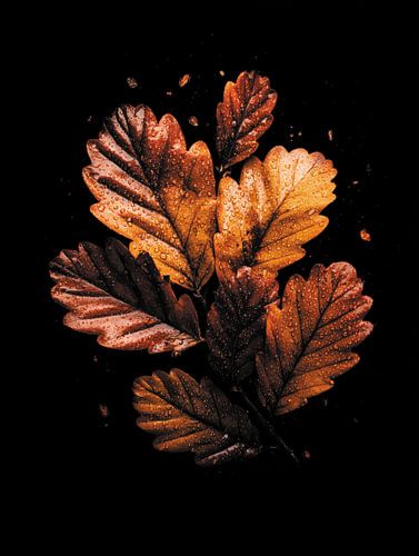 Herbstblätter
