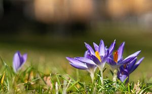 Lila Frühlings Krokus Blüten mit Bokeh im Park auf einer grünen Wiese