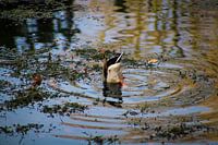 Diving Duck in Valkenberg Park