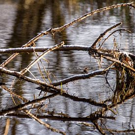 Jumble of branches and ditch by Stobbe; stiltegrafie