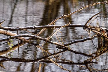 Jumble of branches and ditch