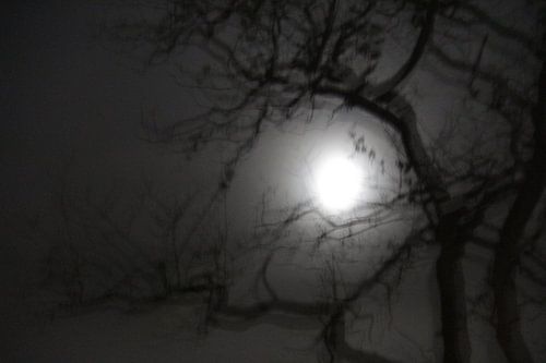 zie de maan schijnt door bomen