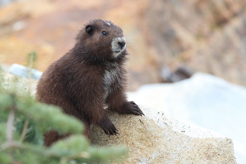 Vancouver Island Marmot, Marmota vancouverensis,Mount Washington, in the natural habitat, Vancouver  by Frank Fichtmüller