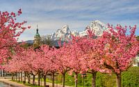 Berchtesgaden Kirschblüte und Watzmann von Michael Valjak Miniaturansicht