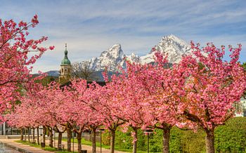 Berchtesgaden kersenbloesem en Watzmann berg