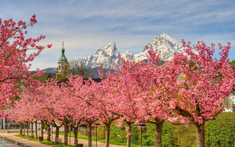 Berchtesgaden Kirschblüte und Watzmann von Michael Valjak