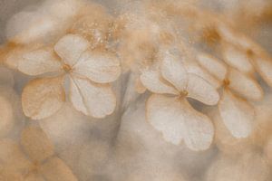 Herbst-Hortensie