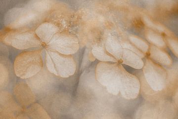Autumn hydrangea