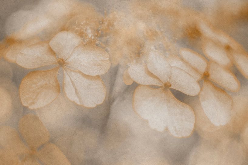 Autumn hydrangea by Elles Rijsdijk