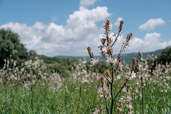 Natur auf Sardinien