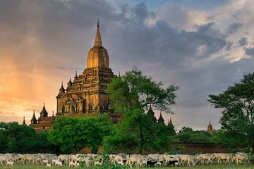 Herder met zijn kudde voor tempel van Koen Boelrijk Photography