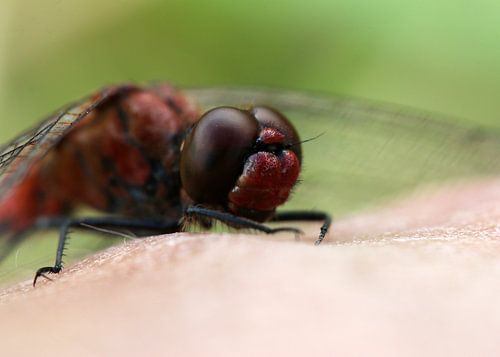 Bloedrode waterjuffer