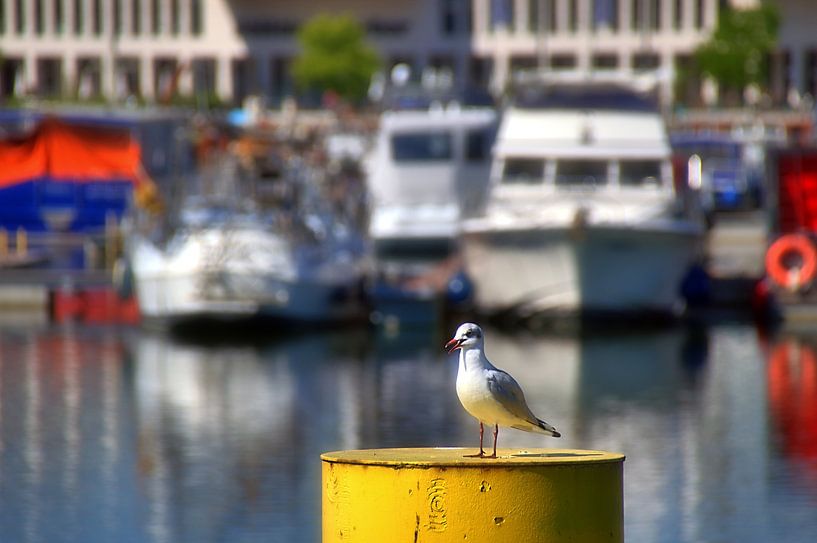 Havenscène met zeemeeuw van Edgar Schermaul