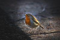 Robin