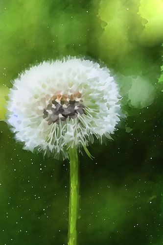 Dandelion fluff