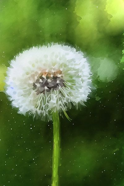 Dandelion fluff by zippora wiese