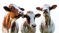 three cows in the meadow