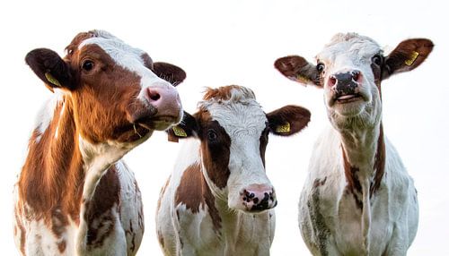 trois vaches dans la prairie