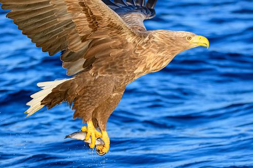 Zeearend op jacht naar vis