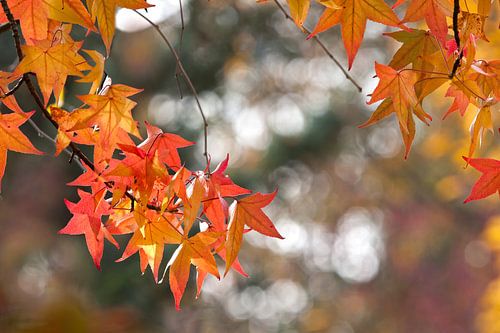 Autumn maple glow