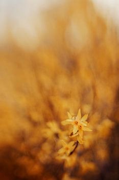 Smooth Amber