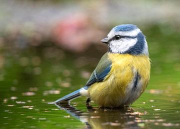 Eurasian Blue Tit (Cyanistes caeruleus) perched in water by AGAMI Photo Agency