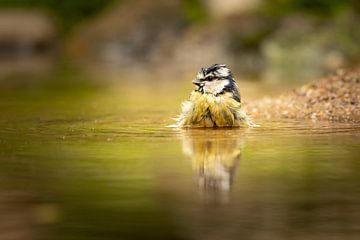 Bathing bird by KB Design & Photography (Karen Brouwer)