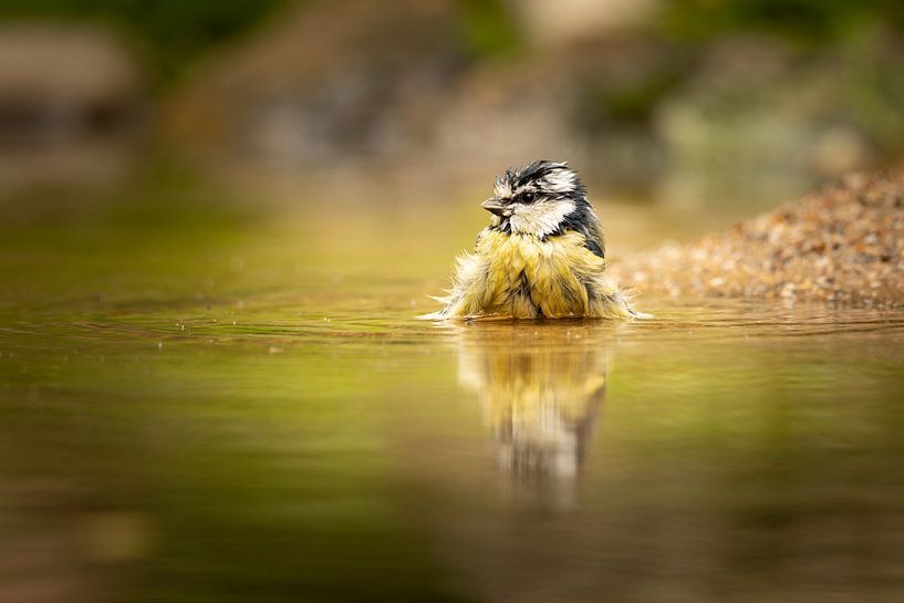 Bathing bird by KB Design & Photography (Karen Brouwer)