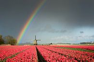 Arc-en-dessus d'un moulin et un champ de bulbes de fleurs avec des tulipes par iPics Photography Aperçu