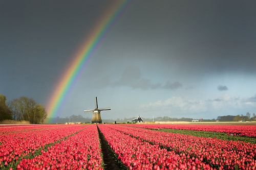 Regenbogen über einer Mühle und einem Blumenzwiebelfeld mit Tulpen
