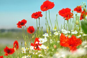 Coquelicots à la camomille sur Corinne Welp