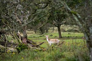 Märchenhafter Damhirsch von Jack Soffers