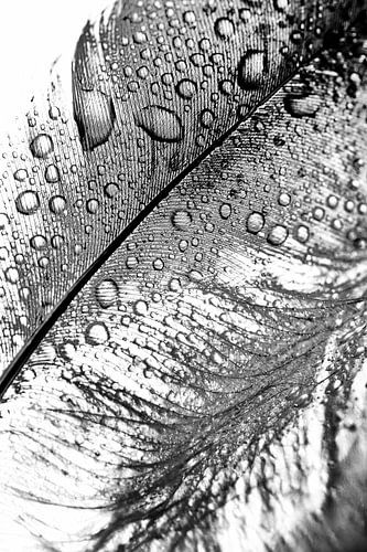 Plumes d'oiseaux avec gouttes d'eau