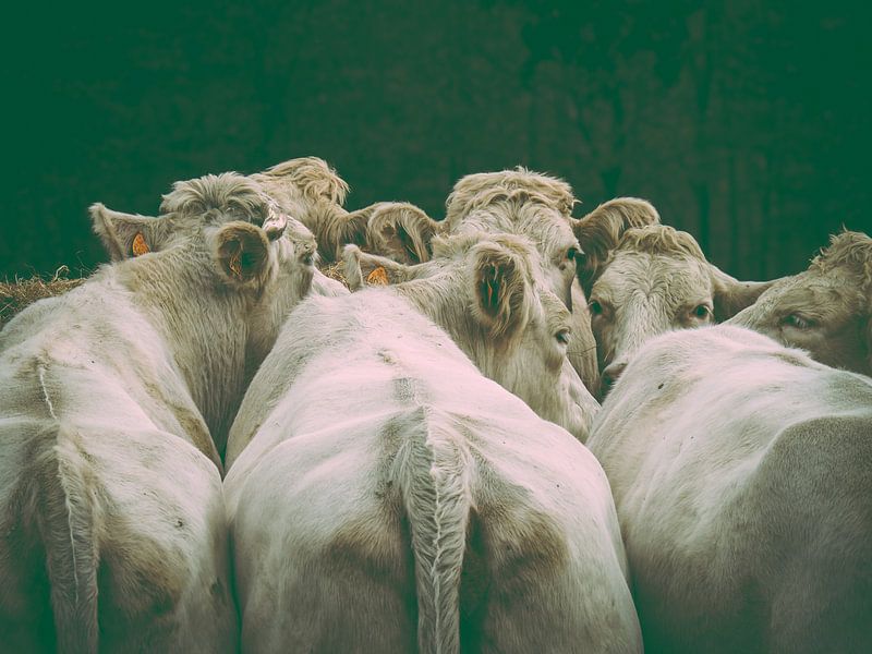 Neighbour cows by Miriam Meijer, en pleine campagne.....