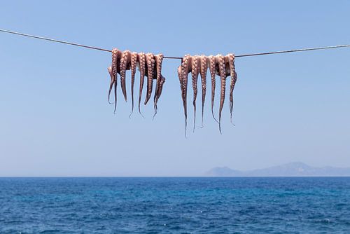 Octopus on the clothesline