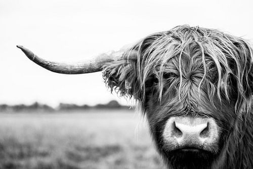 Portrait of Scottish highlander cow bull in black and white