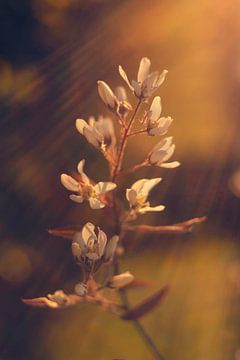 Sonnenstrahlen von Mijke Bressers