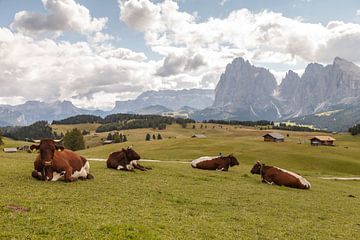 Cows in a green alpine meadow