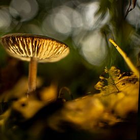 Mushroom in the Reest valley by Judith de Hollander